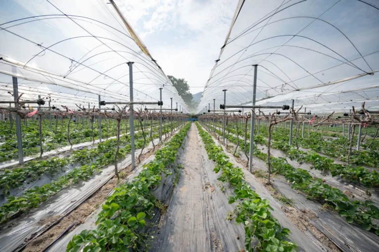 Invernadero de fresas con hileras de plantas