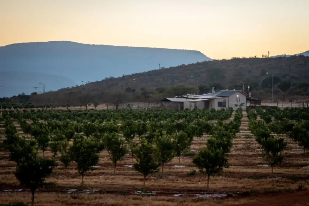 Huerto de frutales con una casa de campo al atardecer