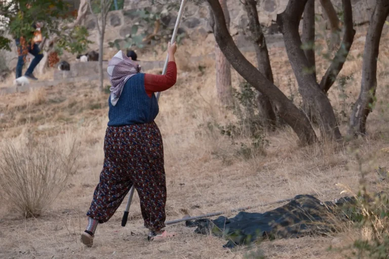 Mujer vareando un olivo durante la recogida de la aceituna