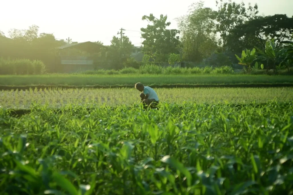 Trabajador en un campo verde al amanecer
